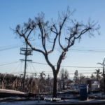 Livelihoods were also destroyed by the Los Angeles fires.