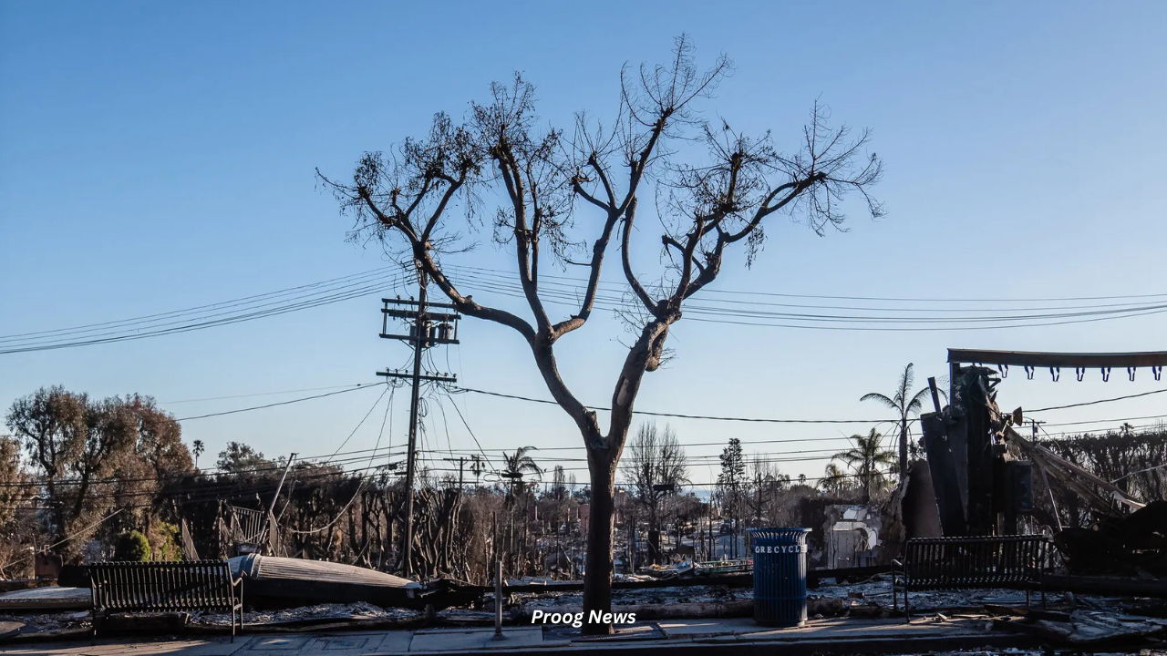 Livelihoods were also destroyed by the Los Angeles fires.