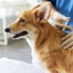 Pet Insurance Coverage: What You Need to Know