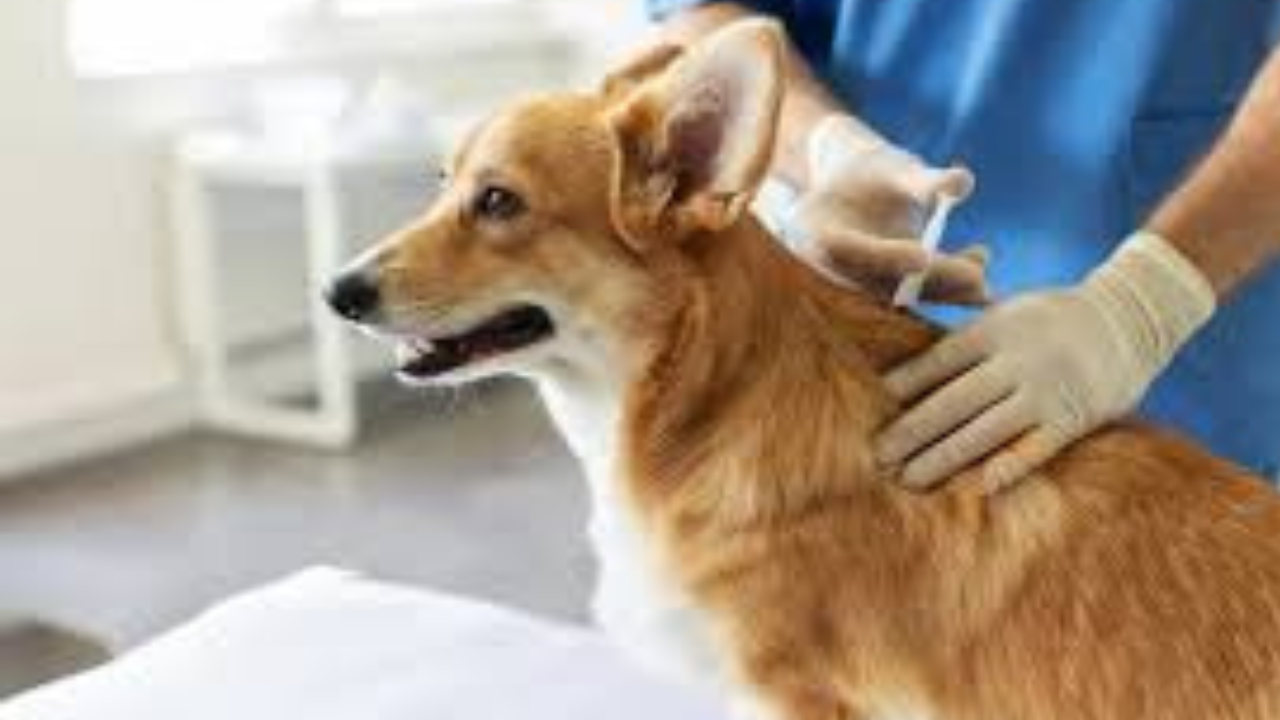 Pet Insurance Coverage: What You Need to Know