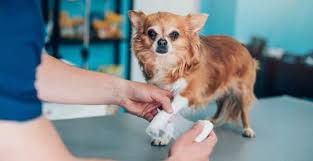 pet insurance